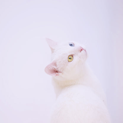 白猫のキャンパスプリントの写真